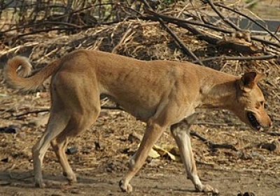 हर माह 1500 लोगों को काट रहे आवारा कुत्ते