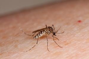 डेंगू और मलेरिया के खतरे से कैसे बचें, जानें सबकुछ